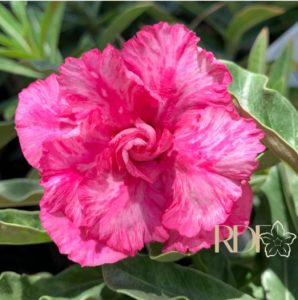 1808 03 Anaconda Baby Peony Pink - Imagem 2