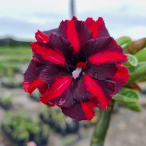 Avaria - Rosa do Deserto Viuva Negra Dobrada