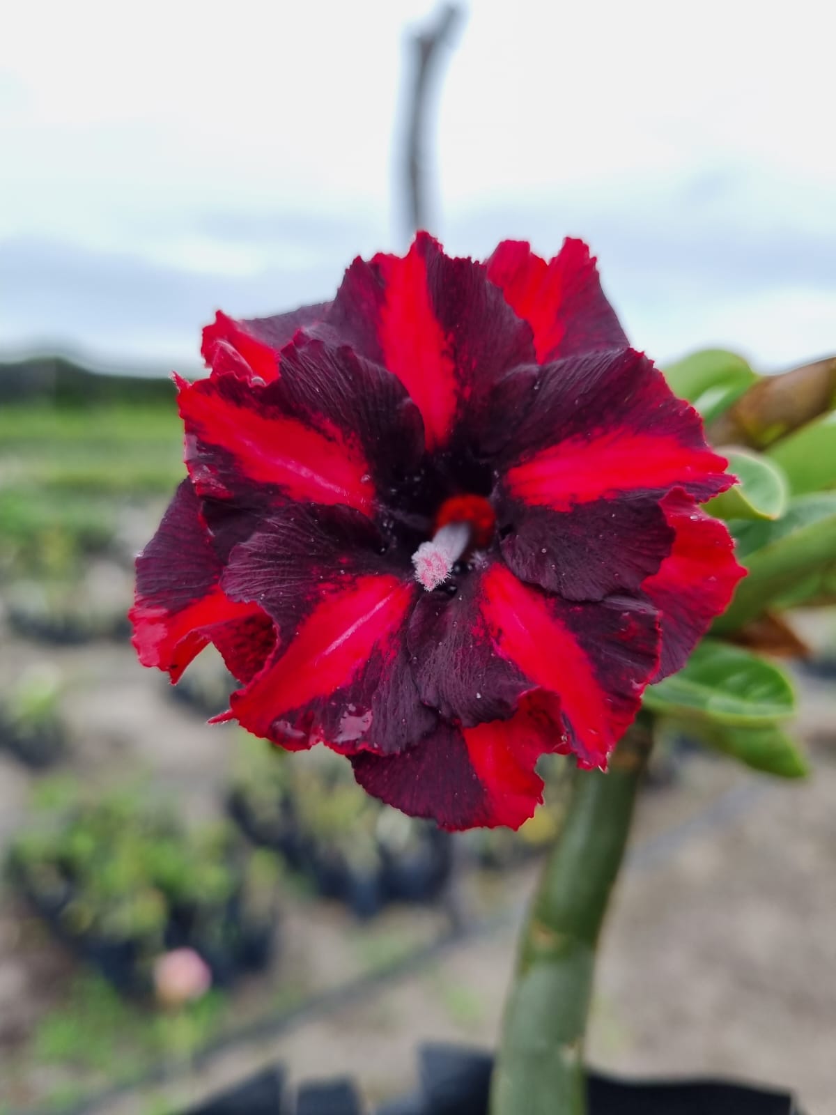 Avaria - Rosa do Deserto Viuva Negra Dobrada