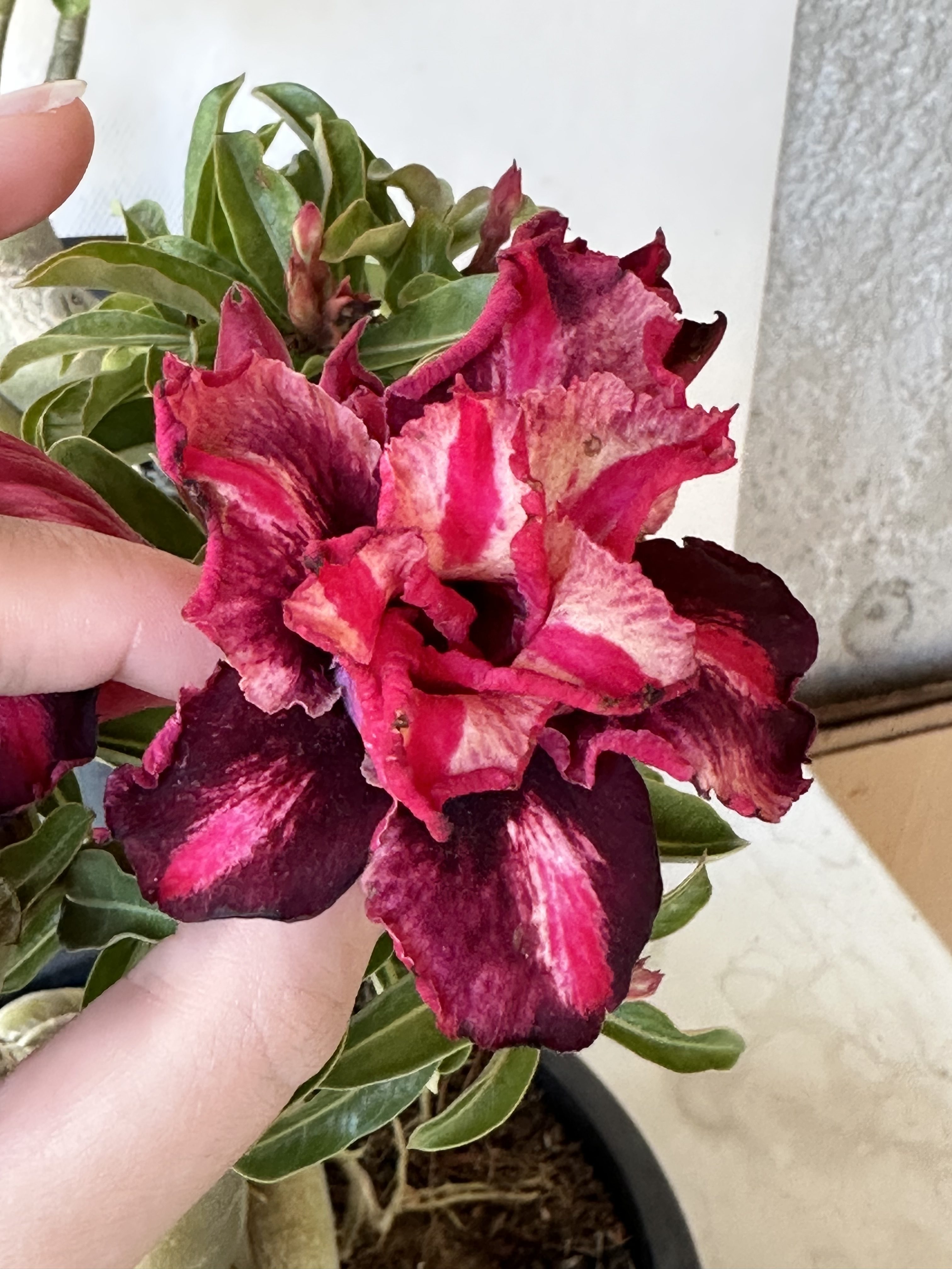 Avaria - Rosa do Deserto Samba - Imagem 4