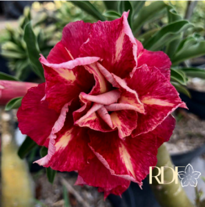 0308 65 Rosa do Deserto Lm4 - Imagem 2