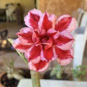 Avaria -  Rosa Do Deserto Lm 2