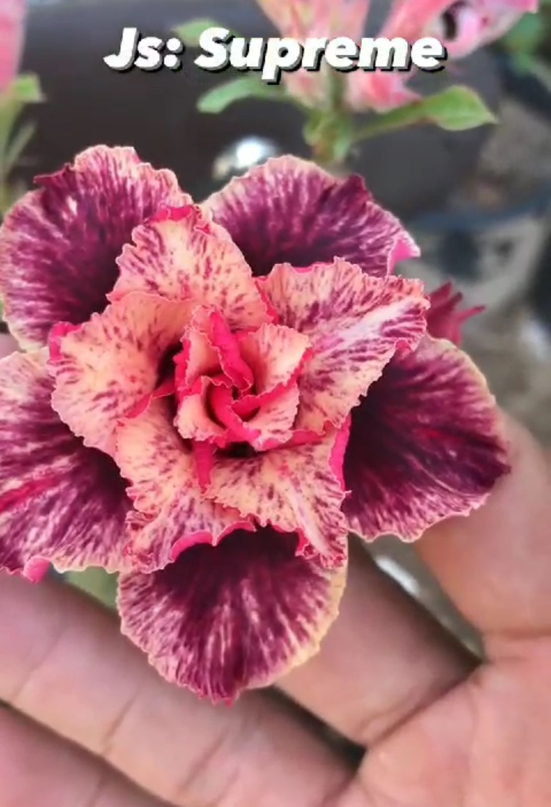 Avaria - Rosa Do Deserto Supreme - Imagem 2