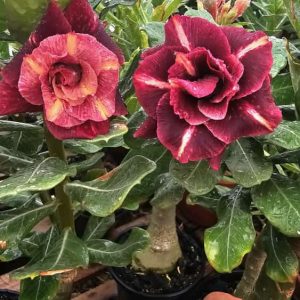 Avaria - Rosa  Do Deserto Black Hole