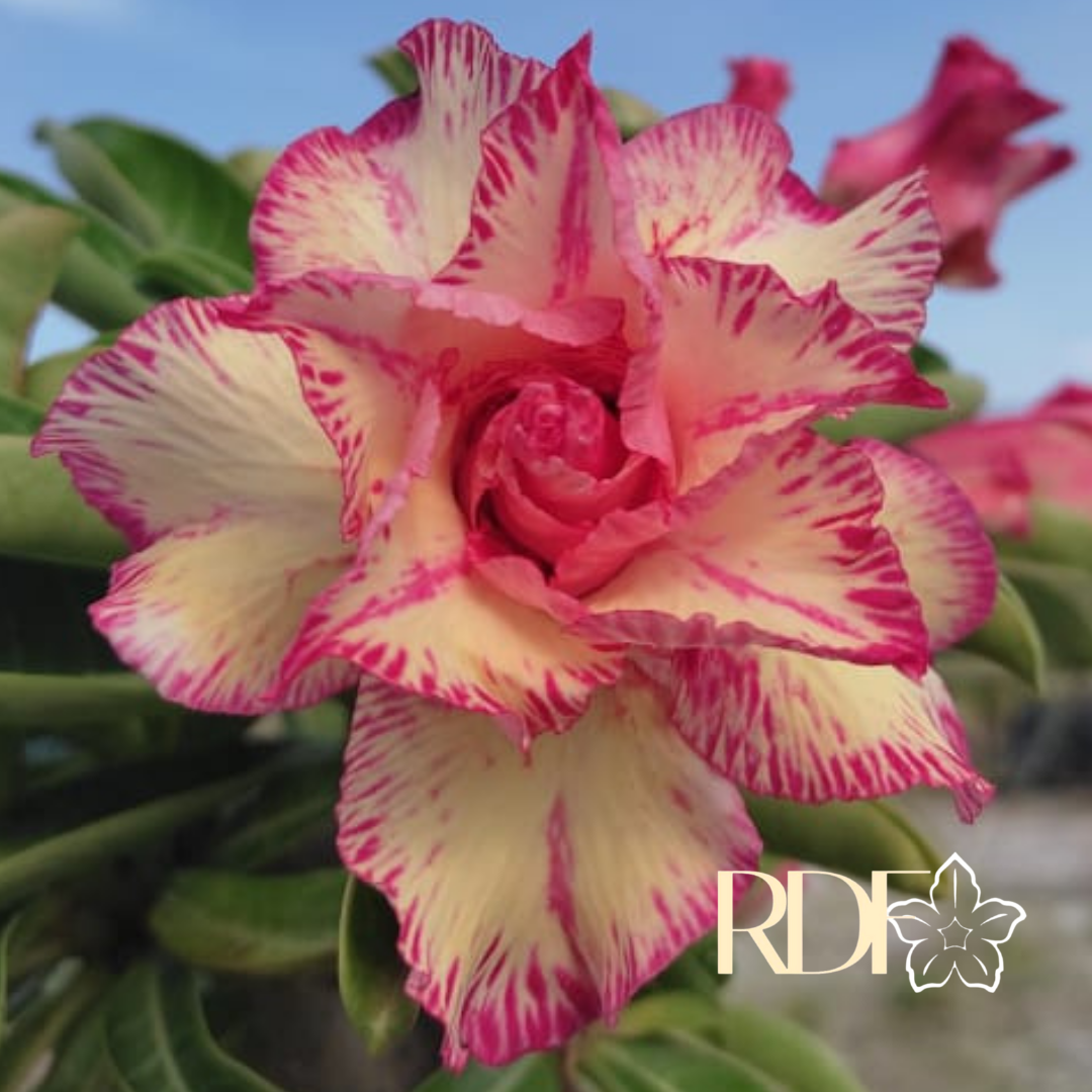 0308 48 Rosa do Deserto Filó - Imagem 2