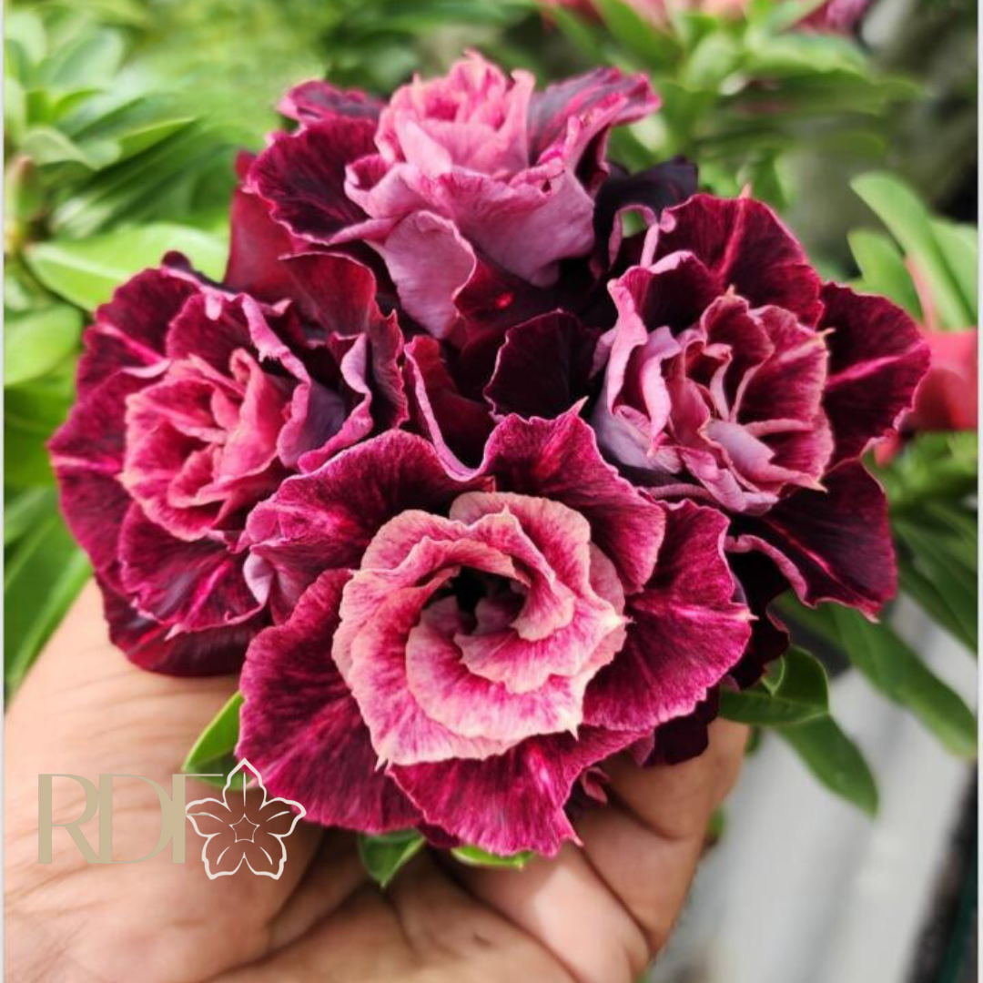 1808 09 Big Caudex Saturno - Imagem 2