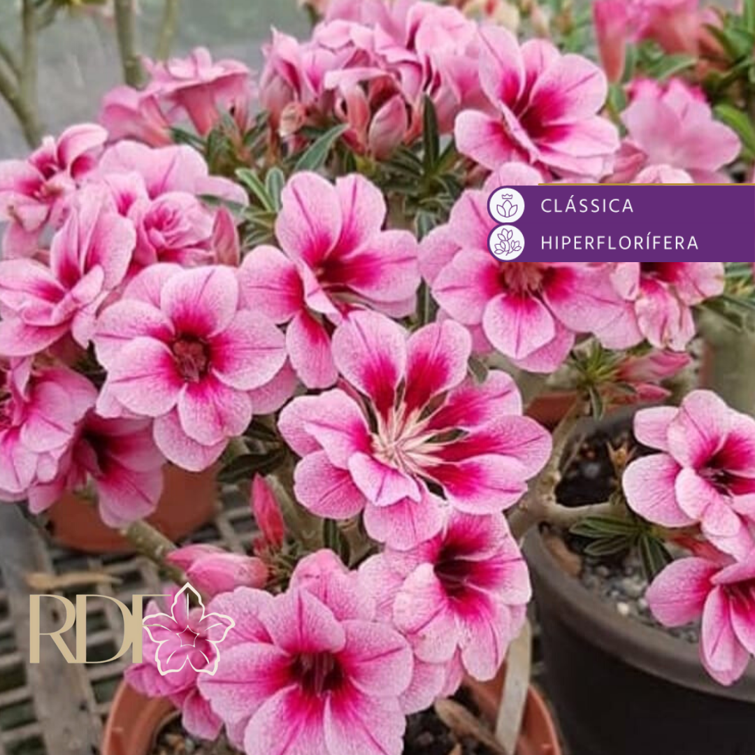1408 65 Rosa do Deserto Swallow - Imagem 2