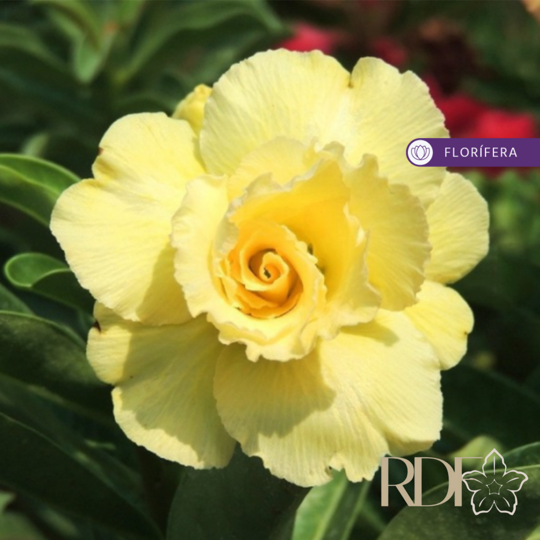 1108 01 Rosa do Deserto Ultimate Yellow (Leilão) - Imagem 2