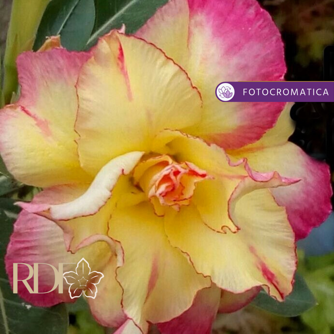 0408 02 Rosa do Deserto Rs - Imagem 2