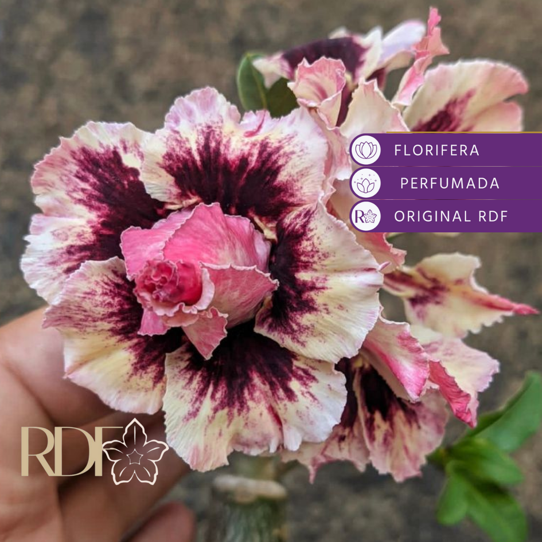 0608 34 Rosa do Deserto Maria Flor (Leilão) - Imagem 2