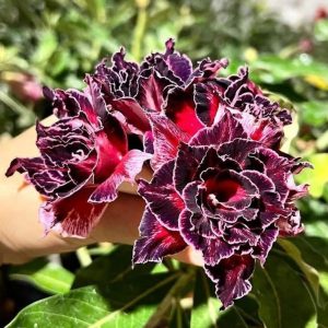 Avaria- Rosa Do Deserto Rihanna