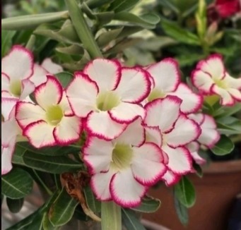 Avaria - Rosa do Deserto Carpe Diem - Imagem 2