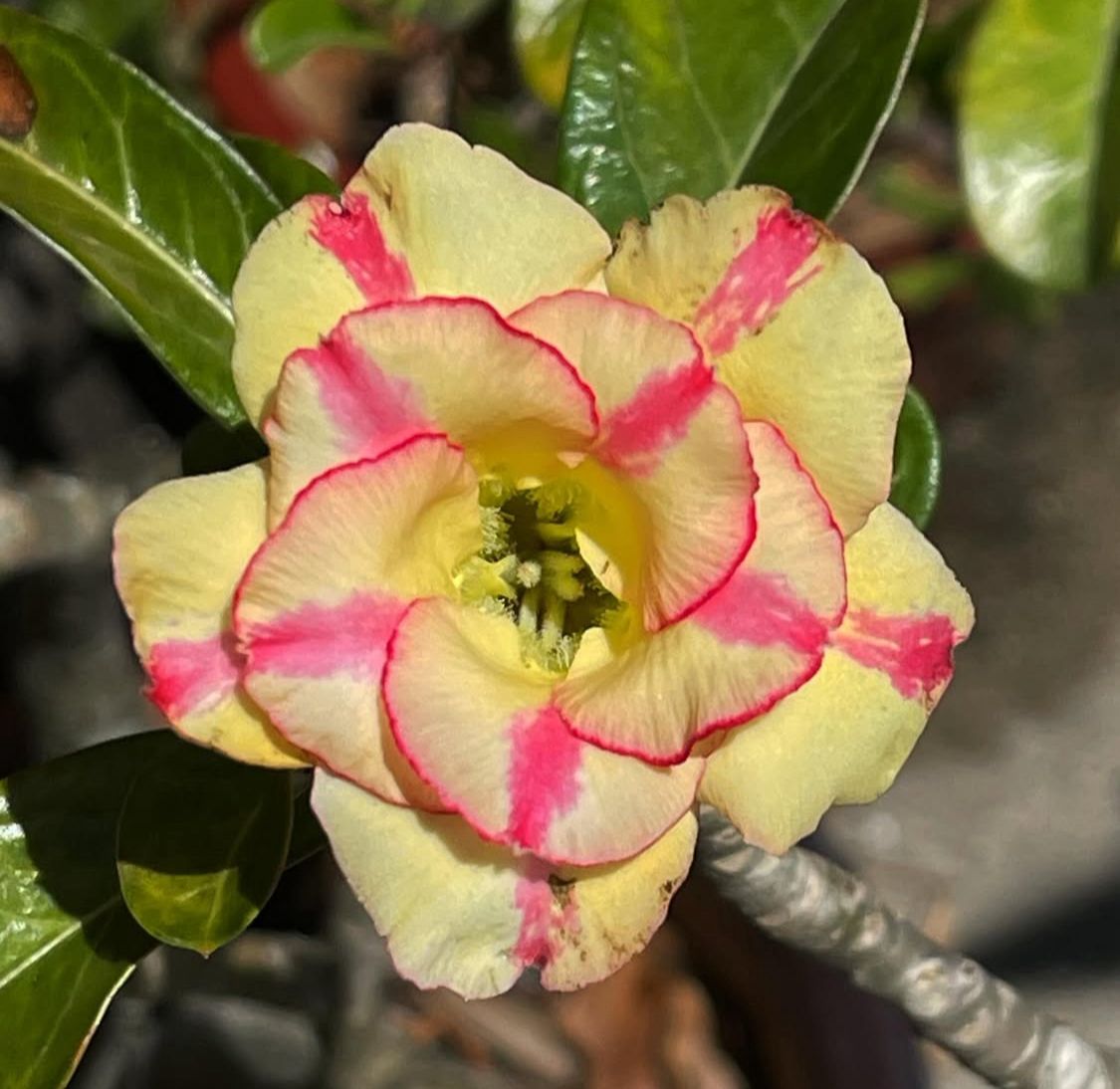Avaria - Rosa do Deserto Pineapple