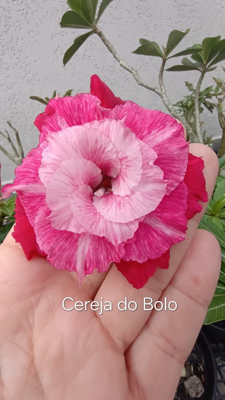 Avaria - Rosa Do Deserto Cereja do Bolo