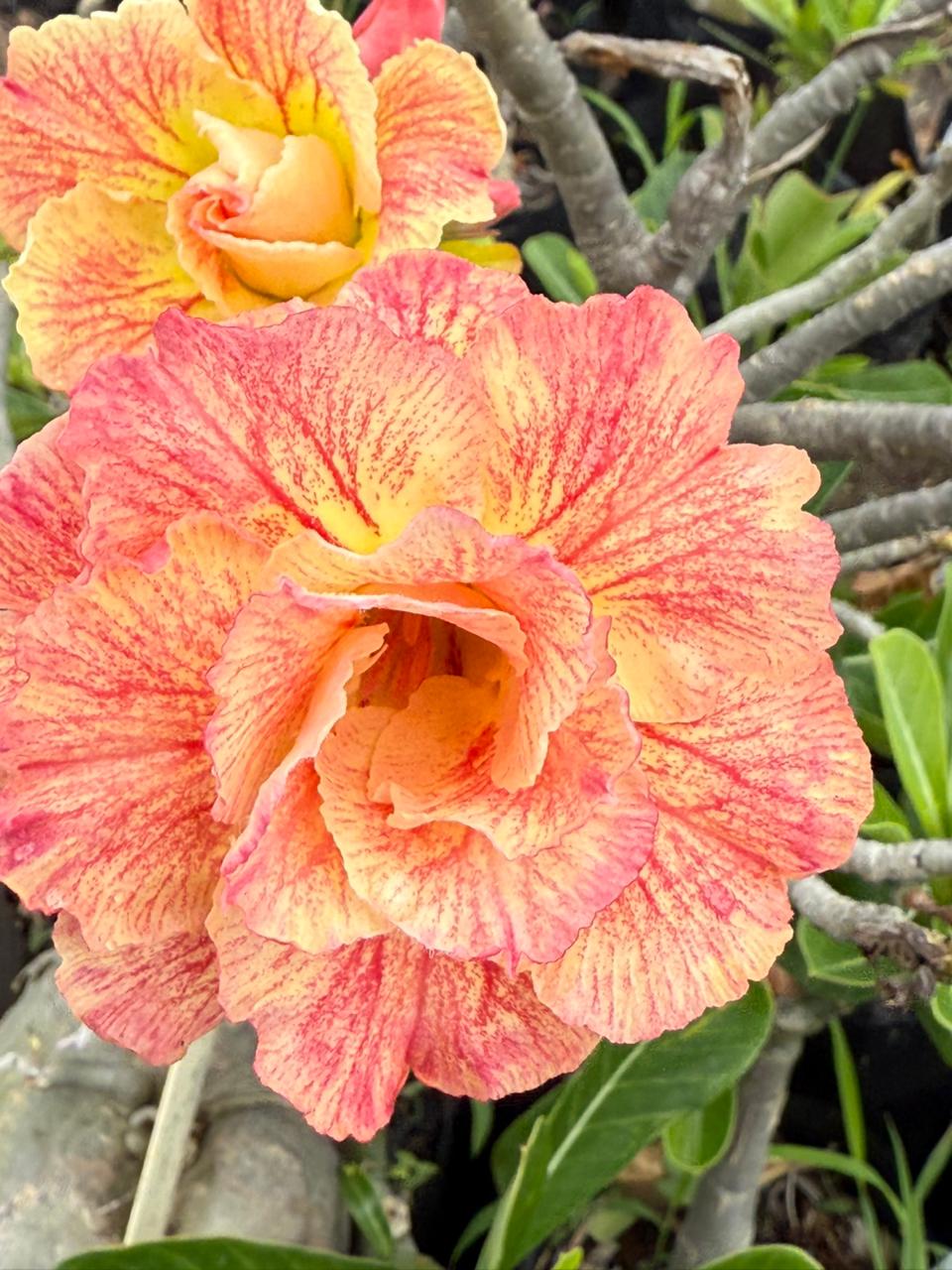 Avaria - Rosa do Deserto Mexirica