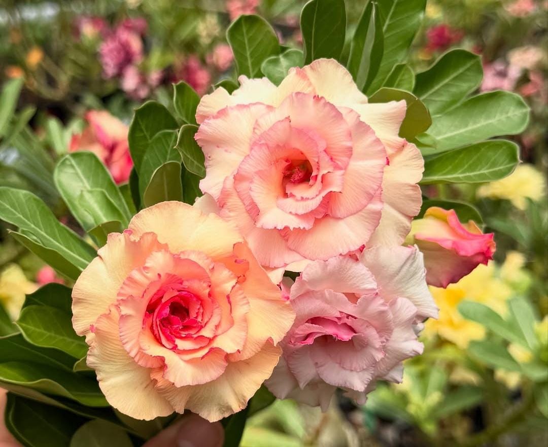 Avaria - Rosa do Deserto Pessêgo (Amarela)