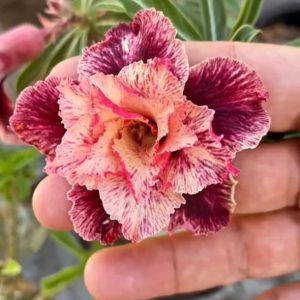 Avaria - Rosa Do Deserto Supreme