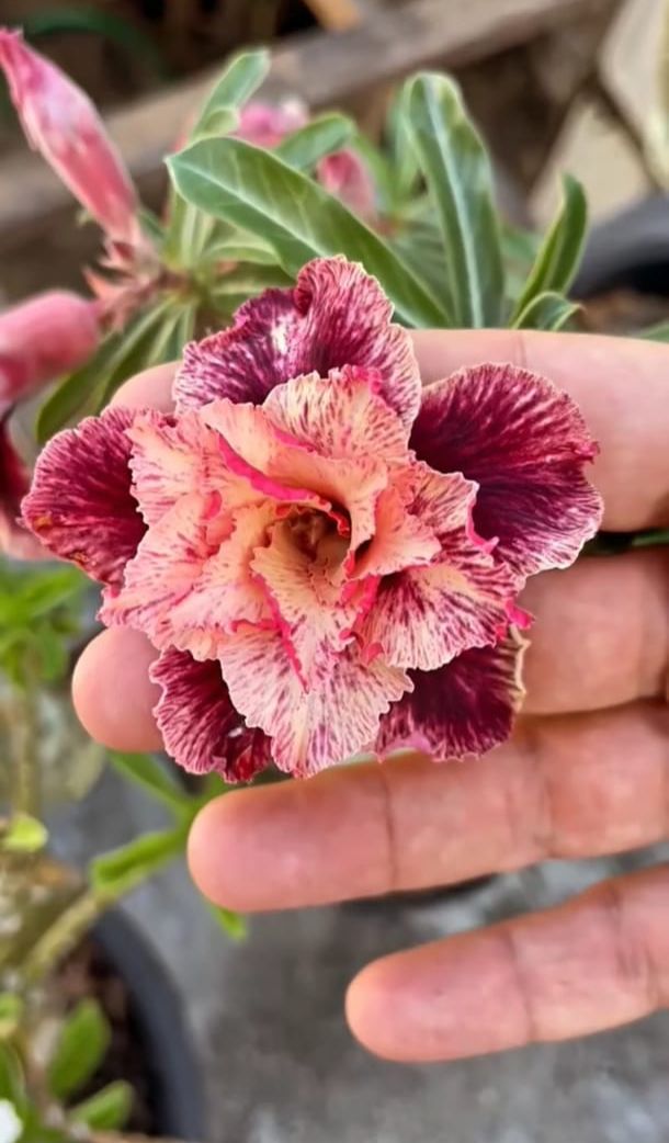 Avaria - Rosa Do Deserto Supreme