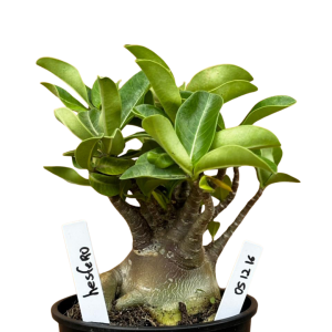 Arabicum F3 Identificada (ARABICUMF330)
