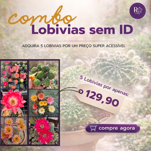 Combo Lobivias Sem Identificação (5 unidades)