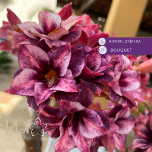 Avaria - Rosa do Deserto Purple Storm