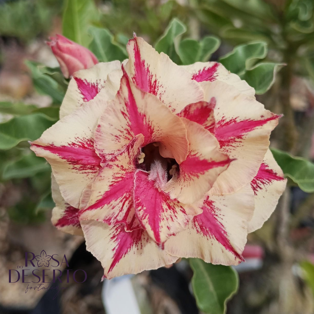 1708 04 Rosa do Deserto Girassol - Imagem 2