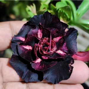 Avaria - Rosa  Do Deserto Vampira