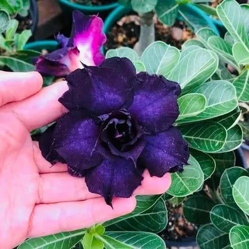 0308 07 Anaconda Indigo Glaze - Imagem 2