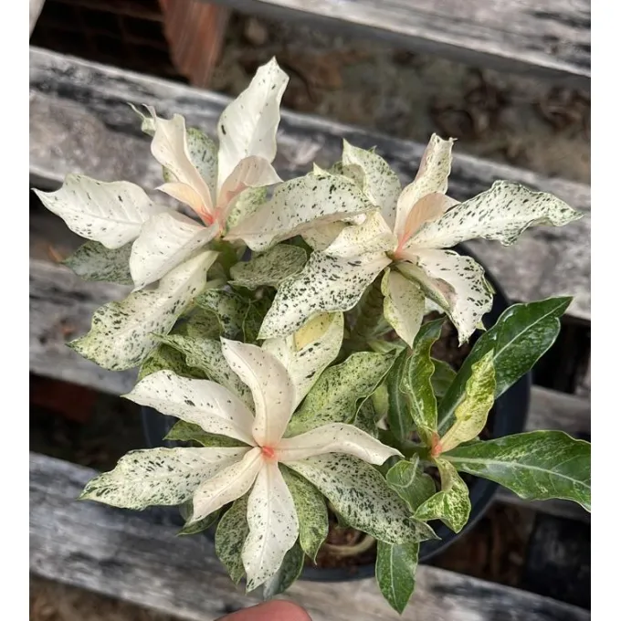 1708 01 Big Caudex Variegata Ice - Imagem 2
