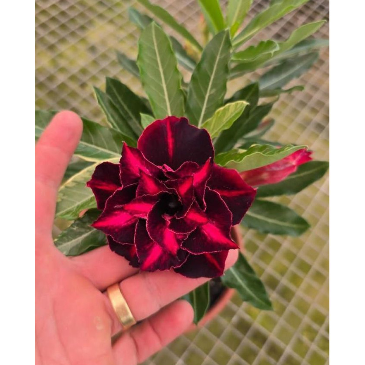 1508 18 Rosa do Deserto Variegata encantada - Imagem 2