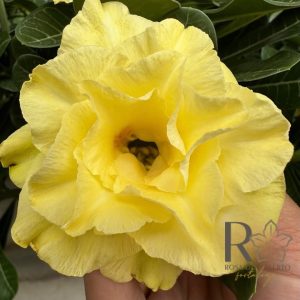 Podadinha - Rosa do Deserto Condesa