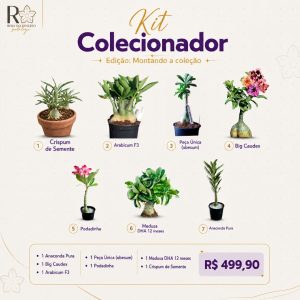 KIT COLECIONADOR RDF 1 Crispum 1 Arabicum F3 1 Peça Única 1 Big Caudex 1 Podadinha 1 medusa 12 1 Anaconda Pura