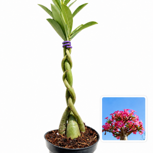 (DESCONTO EXCLUSIVO) Rosa do Deserto Rapunzel Baby