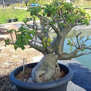1708 01 Rosa do Deserto Socotra Medusa (Leilão)