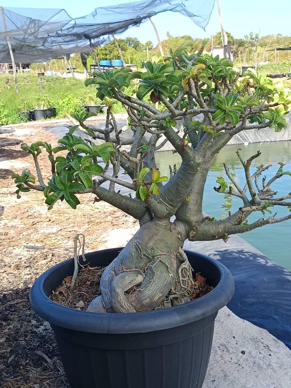 1708 01 Rosa do Deserto Socotra Medusa (Leilão)