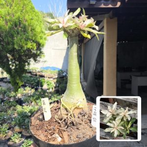 1708 01 Big Caudex Variegata Ice