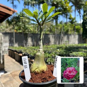 1708 03 Rosa do Deserto Marigold