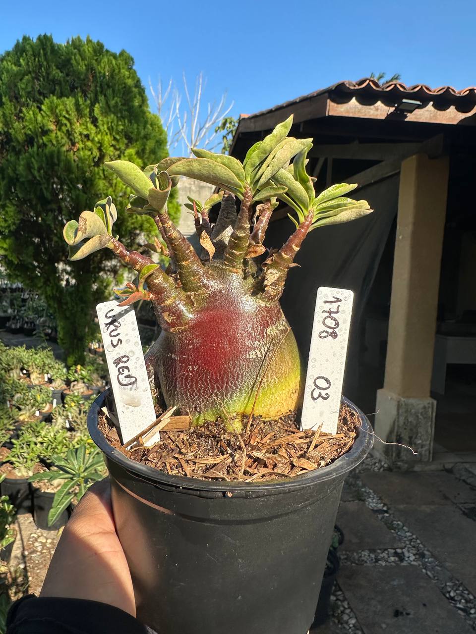 1708 03 Arabicum Vitrine Urus Red