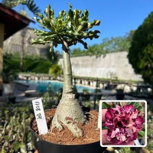 1708 04 Big Caudex Fluorita