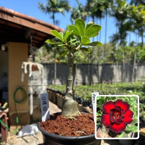 1708 05 Rosa do Deserto Amit