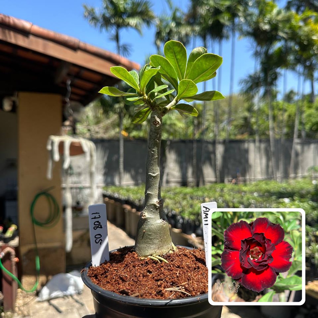 1708 05 Rosa do Deserto Amit