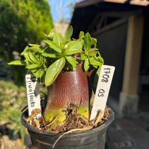 1708 05 Arabicum Minotauro