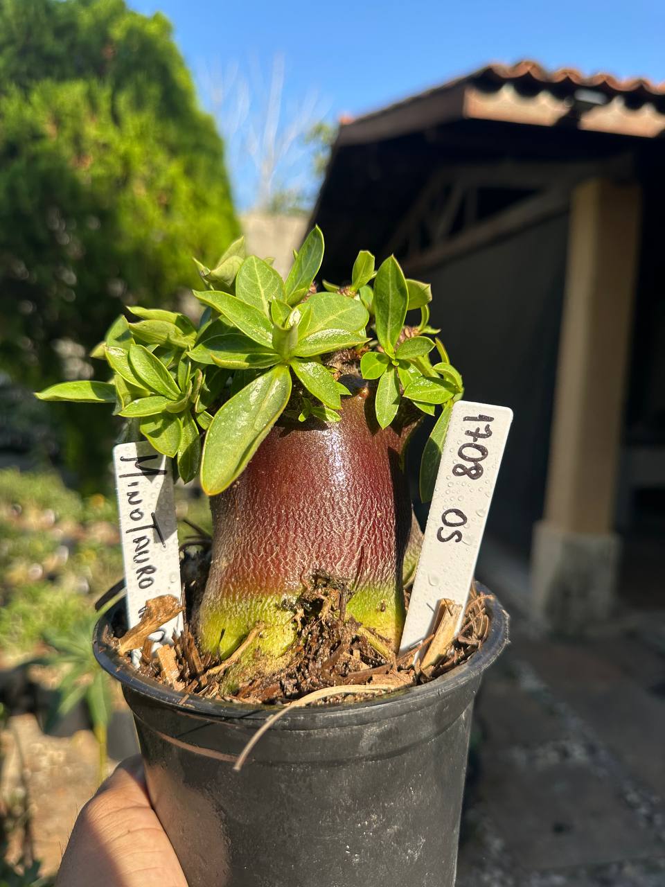 1708 05 Arabicum Minotauro