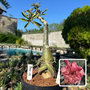 1708 08 Big Caudex Duquesa
