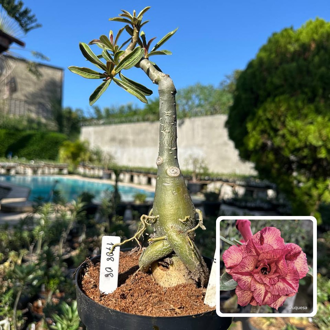 1708 08 Big Caudex Duquesa