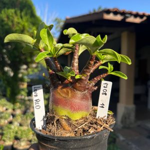 1708 11 Arabicum Vitrine Lava Red