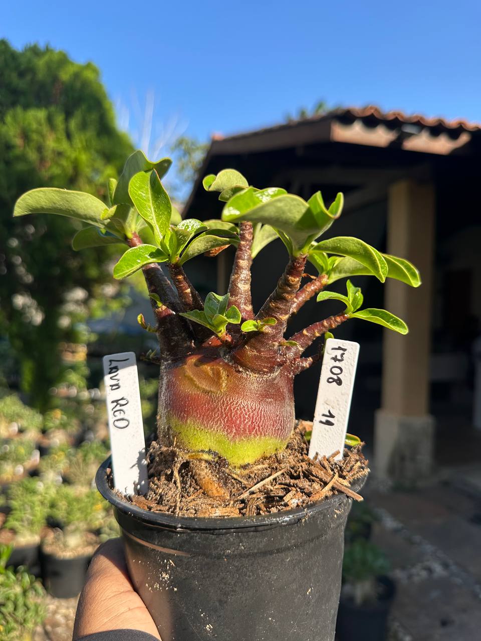 1708 11 Arabicum Vitrine Lava Red