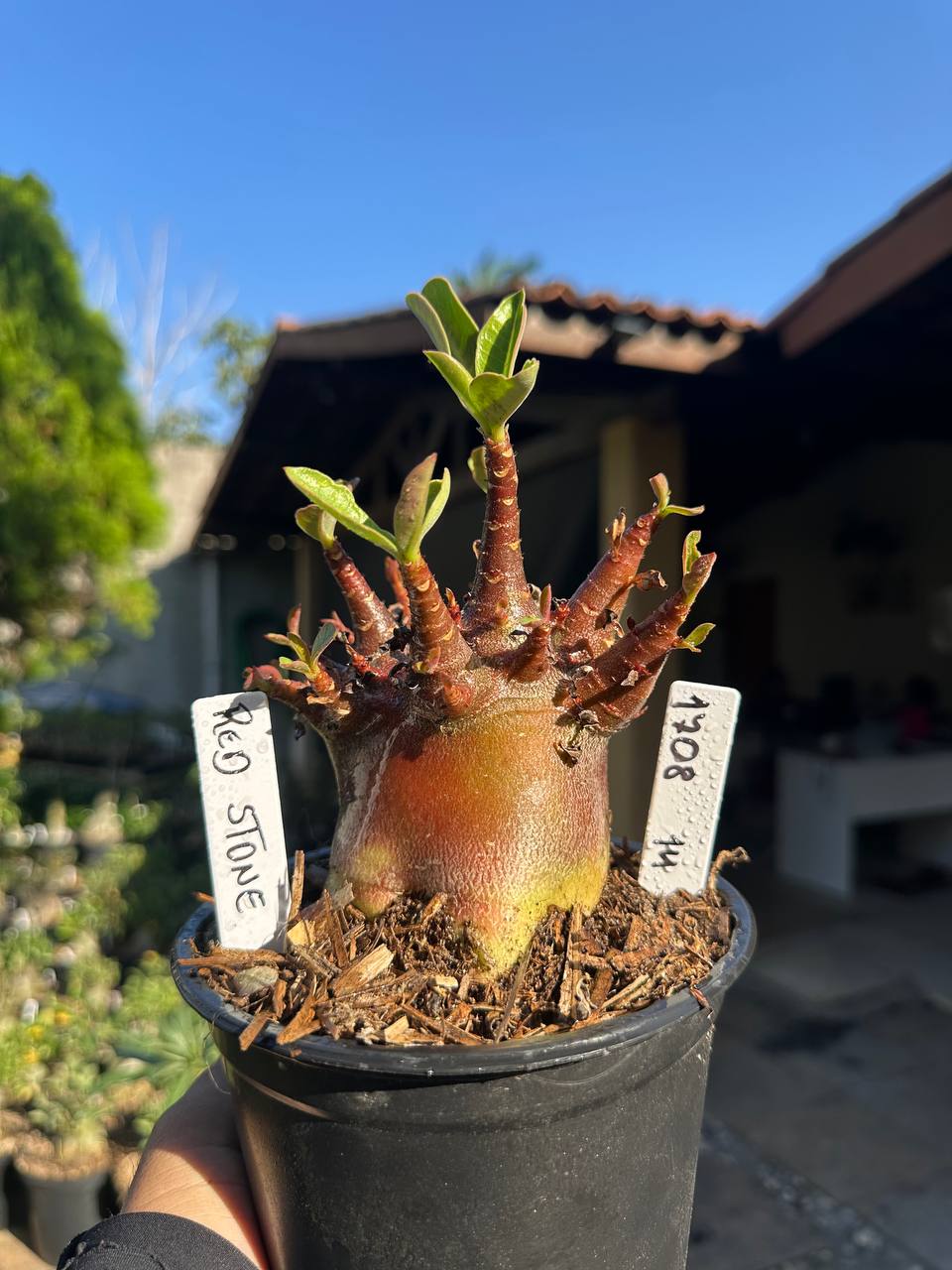 1708 14 Arabicum Red Stone