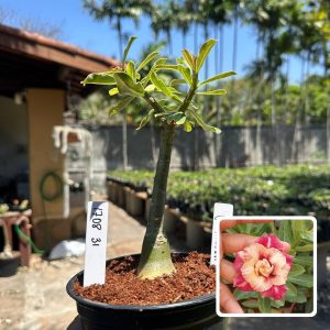 1708 31 Rosa do Deserto Camaleoa