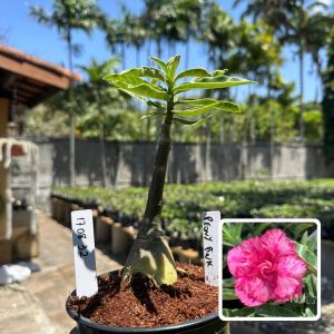1708 32 Rosa do Deserto Peony Pink